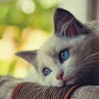 Avatar CaoThủBong88